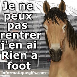 Cheval devant le stade de lille