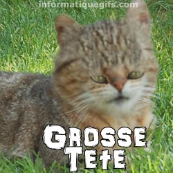 Un chat avec grosse tete et petits yeux