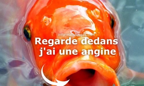 Poisson rouge avec angine