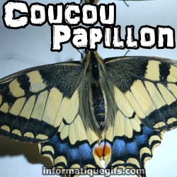 Un papillon blanc avec des couleurs