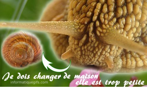 escargot qui veut changer de maison