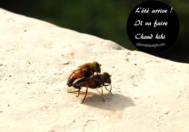 l'été qui arrive