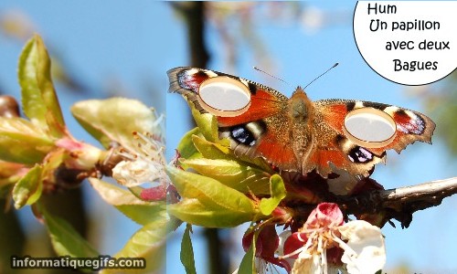 Photo humour papillon insolite et demande en mariage