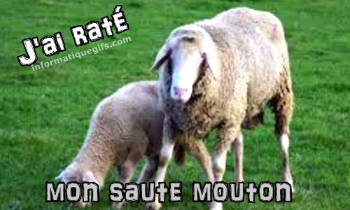 Mouton dans une herbe verte