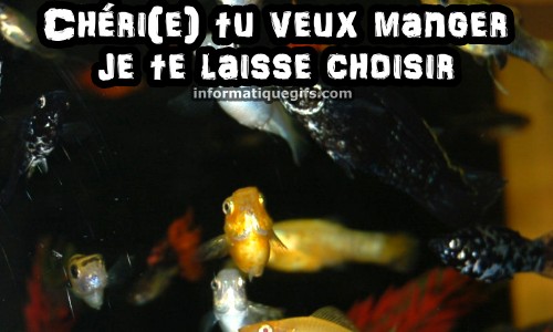 Poisson aquarium eau chaude