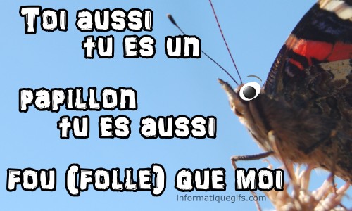 Un papillon avec antenne et gros yeux