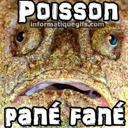 Poisson drole de visage