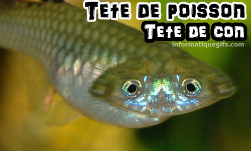 Humour poisson