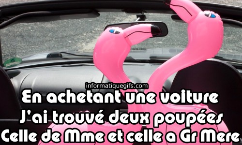 Photo flamant rose dans une voiture