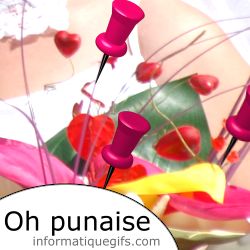 Bouquet de fleur punaise