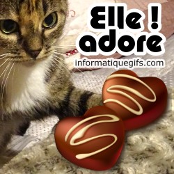 Photo de chat avec des pralines