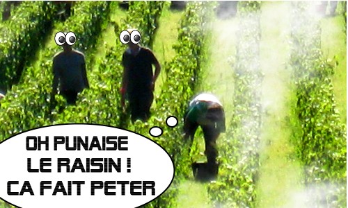 Image Raisin Vin Et Humour Vendange Recolte Raisin Image Raisin Vin Et Humour Vendange Recolte Raisin