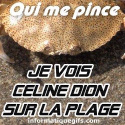 Crabe et celine dion sur la plage