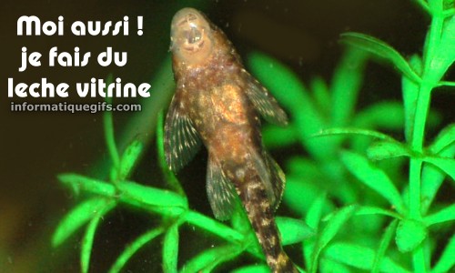 Photo poisson vitre