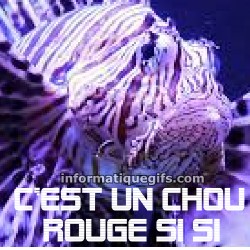 Poisson et chou rouge