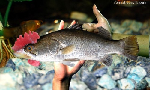 Photo de poisson rigolo et poule