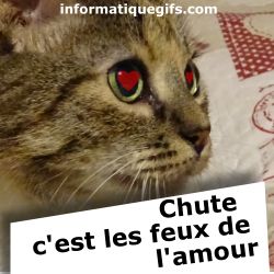 chat avec des coeurs dans les yeux