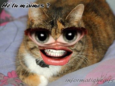 belle chatte