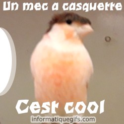 Un oiseau avec casquette