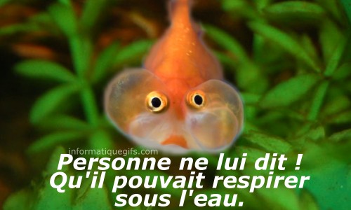 Poisson bubble gros joue