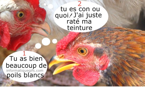 Une poule blanche et coq