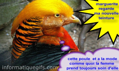 humour poule et la coiffure