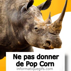 rhinoceros et pop corn