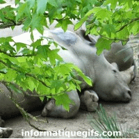 gif rhinoceros avec arbre