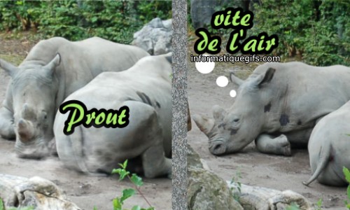 des  rhinoceros et prout