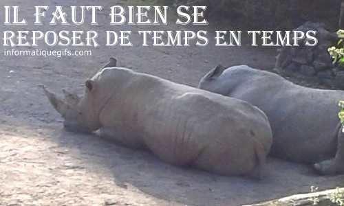 rhinoceros sur le sol