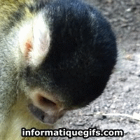 gif singe macaque