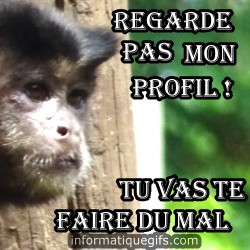 Profil singe humour