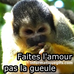 Macaque faites l'amour pas la tete