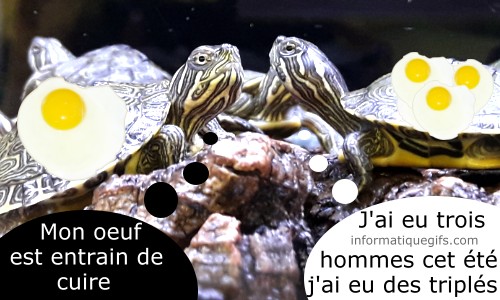 Tortue eau et oeuf