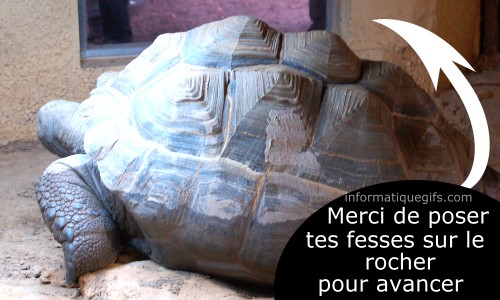 Une grande tortue de terre