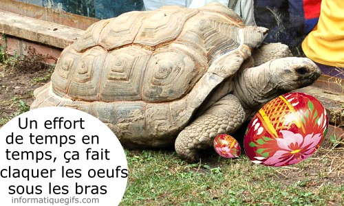 image tortue insolite