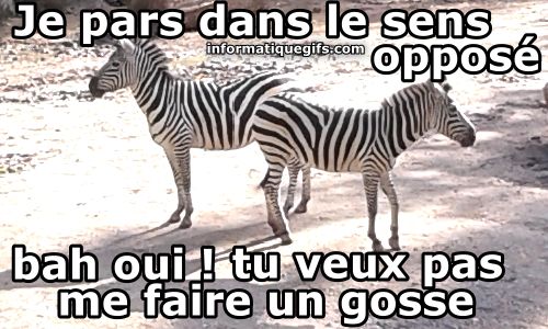 Deux zebres qui se parlent au zoo