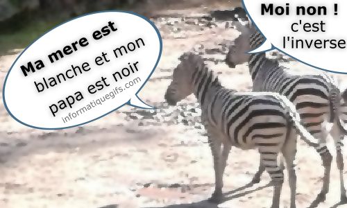 Zebre noir et blanc au zoo