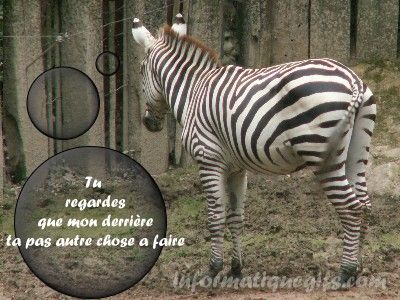 humour zebre qui regarde