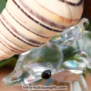 coquillage de plage et dauphin