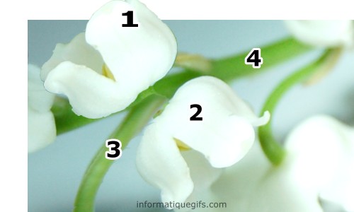 le muguet blanc avec cloche illusion