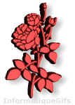 gif rose image plante animee