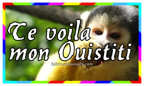 te voila mon ouistiti