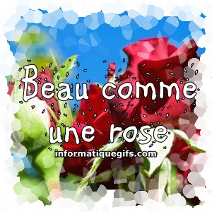 belle image de rose