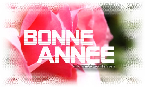 Une rose avec bonne annee