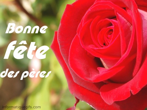 une rose du jardin pour lui