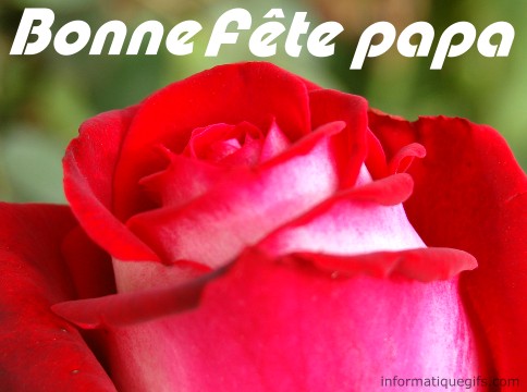 une belle rose rouge