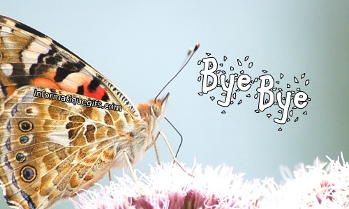 photo papillon avec message bye bye