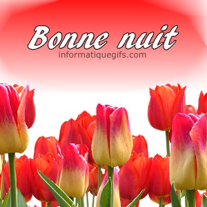 tulipe rouge avec message bonne nuit