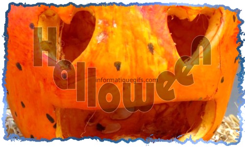 Une grosse citrouille halloween 31 octobre